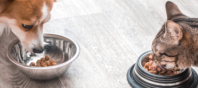 A dog and a cat eating raw food from their respective bowls on a wooden floor. The dog is eating from a metal bowl, and the cat is eating from a metal and black bowl.